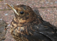 junge-Amsel-2010 007.jpg